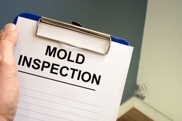 Mold Remediation for Vacation Homes